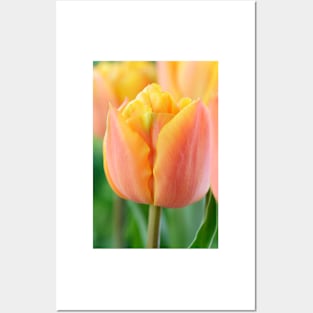 Tulipa  &#39;Freeman&#39;    Double Late Group Tulip Posters and Art
